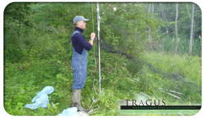 Setting up Mist Nets for Bat Survey