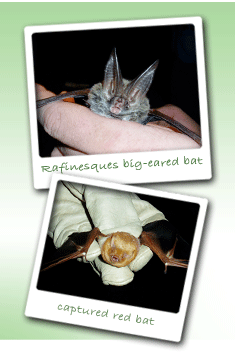 Rafinesques Big-Eared Bat and Red Bat